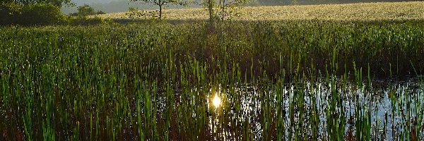 Mokradła, Szuwary, Bagno, Drzewa, Trawa