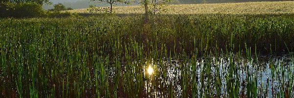 Mokradła, Szuwary, Bagno, Drzewa, Trawa