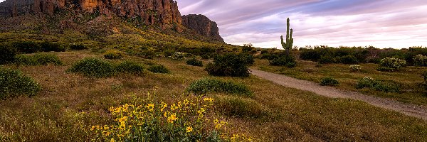 Droga, Skały, Góry, Stan Arizona, Stany Zjednoczone, Kaktus, Kwiaty, Superstition Mountains, Trawa