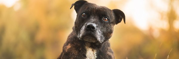 Pit Bull Terrier, Amerykański pitbulterier