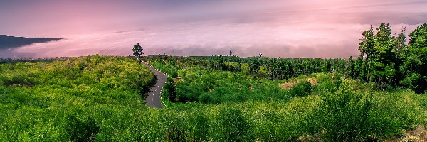 Droga, Roślinność, Zielona, Wschód słońca, Mgła