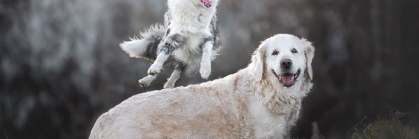 Dwa, Border collie, Psy, Skok, Golden retriever