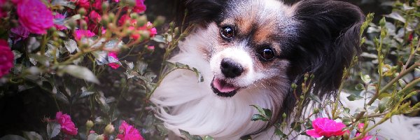 Spaniel kontynentalny miniaturowy Papillon, Róże, Kwiaty, Pies