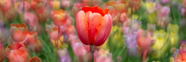 Czerwony, Kolorowe tło, Tulipan, Tulipany
