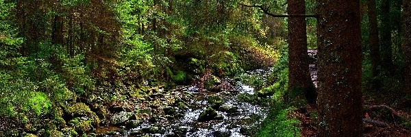 Strumień, Rośliny, Kamienie, Las