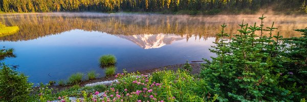 Odbicie, Góry, Stany Zjednoczone, Jezioro, Drzewa, Świerki, Kwiaty, Park Narodowy Mount Rainier, Stratowulkan Mount Rainier, Stan Waszyngton