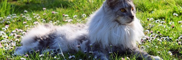 Maine Coon, Stokrotki, Trawa, Kot