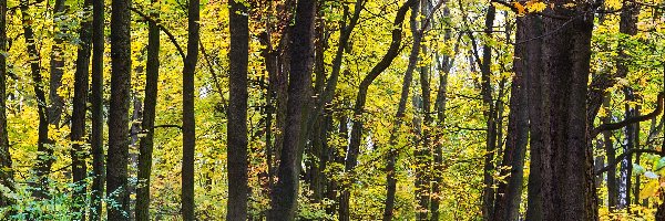 Las, Jesień, Drzewa, Liście, Pożółkłe