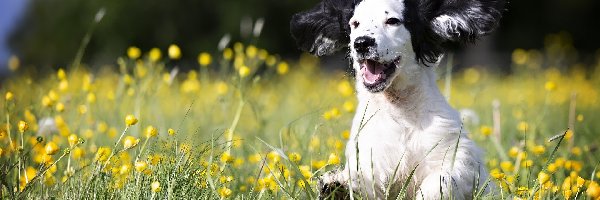 Trawa, Cocker spaniel, Szczeniak