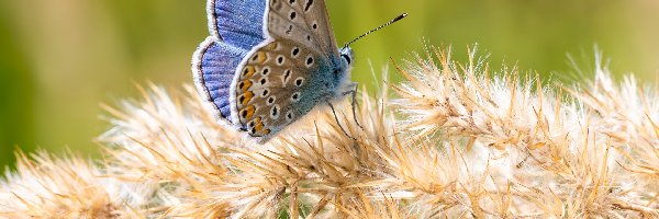 Motyl, Roślina, Modraszek ikar, Niebieski