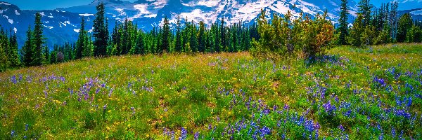 Kwiaty, Fioletowe, Park Narodowy Mount Rainier, Drzewa, Góry, Stany Zjednoczone, Stan Waszyngton, Łąka, Łubin