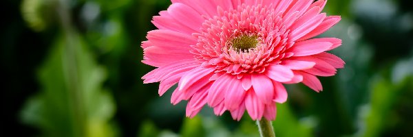 Kwiat, Gerbera, Różowa