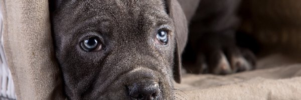 Szczeniak, Legowisko, Cane corso, Pies