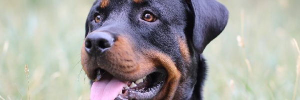 Rottweiler, Język, Mordka, Pies