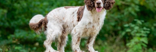 Springer spaniel angielski, Pies