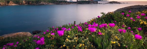 Prowincja Pontevedra, Ría de Pontevedra, Hiszpania, Kwiaty, Skały, Żółte, Różowe, Zatoka, Brzeg, Galicja