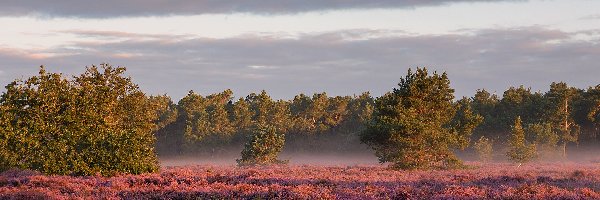 Holandia, Mgła, Wschód słońca, Wrzosowisko, Drzewa, Brabancja Północna, Loonse Hoek