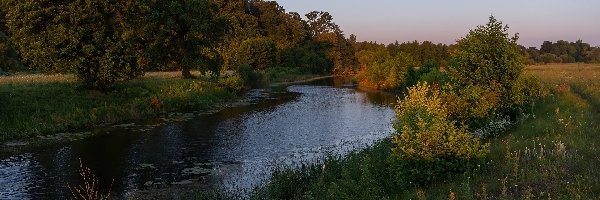 Rzeka, Trawa, Drzewa, Lato, Rośliny