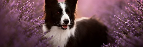 Pies, Wrzosy, Border collie, Czarno-biały