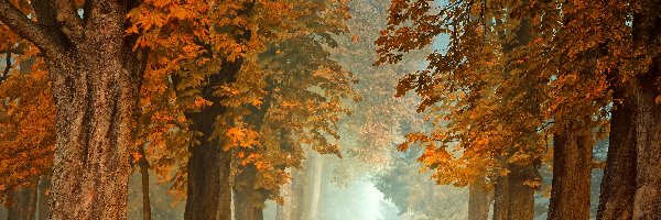 Park, Ławka, Mgła, Jesień, Kasztanowce, Drzewa