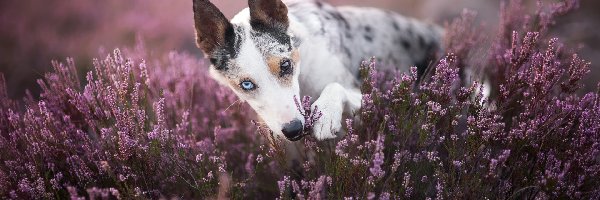 Border collie, Wrzosy, Pies