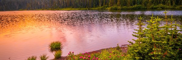 Chmury, Góra, Stany Zjednoczone, Zachód słońca, Jezioro, Drzewa, Kwiaty, Park Narodowy Mount Rainier, Stratowulkan Mount Rainier, Stan Waszyngton