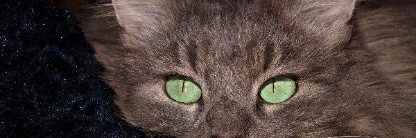 Zielone, Mordka, Oczy, Kot