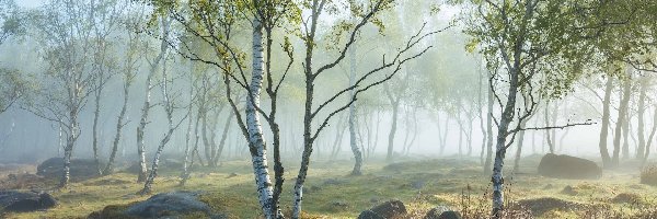 Kamienie, Drzewa, Anglia, Hrabstwo Derbyshire, Brzozy, Mgła, Park Narodowy Peak District, Wiosna