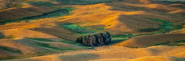 Stany Zjednoczone, Pola, Steptoe Butte State Park, Drzewa, Wzgórza, Stan Waszyngton, Region Palouse