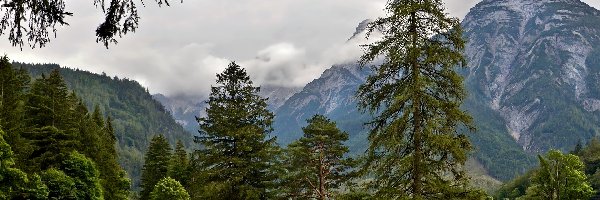 Austria, Świerki, Droga, Drzewa, Góry, Alpy, Domy