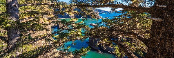 Samuel H. Boardman State Scenic Corridor, Stan Oregon, Gałęzie, Drzewa, Park stanowy, Morze, Skały, Stany Zjednoczone