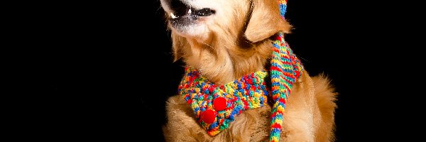 Golden retriever, Czapka, Szalik, Tło, Ciemne