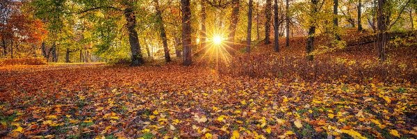 Jesień, Drzewa, Promienie słońca, Park, Liście
