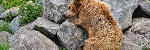 Trawa, Kamienie, Niedźwiedź brunatny