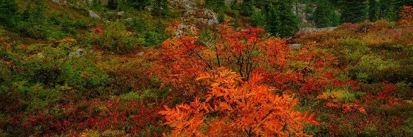 Drzewa, Skały, Mgła, Wzgórza, Jesień, Krzewy, Kolorowe