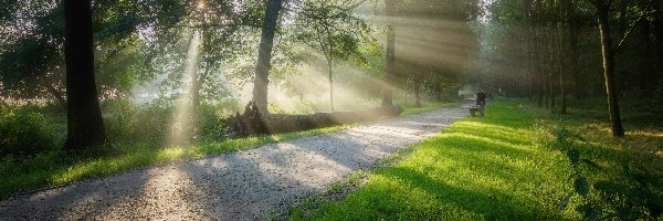 Promienie słońca, Drzewa, Ławka, Droga, Park, Drzewo, Powalone