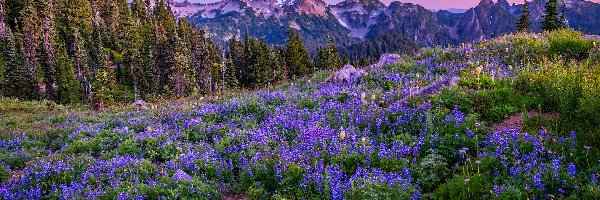 Kwiaty, Drzewa, Stany Zjednoczone, Stan Waszyngton, Łąka, Łubiny, Park Narodowy Mount Rainier, Góry