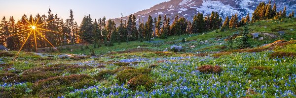 Stany Zjednoczone, Stan Waszyngton, Szczyt, Góra, Park Narodowy Mount Rainier, Promienie słońca, Łąka, Mount Rainier, Kwiaty