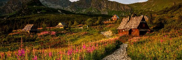 Wierzbówka kiprzyca, Tatry, Polska, Kwiaty, Droga, Domy, Drewniane, Góry, Hala Gąsienicowa, Tatrzański Park Narodowy