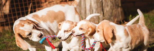 Psy, Trzy, Beagle, Trawa, Szczeniaki