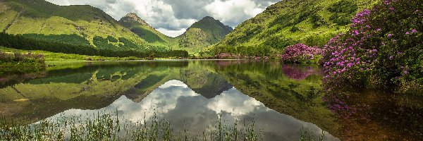 Różaneczniki, Góry, Krzewy, Szkocja, Lochan Urr, Jezioro