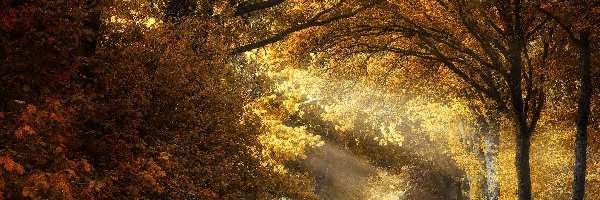 Drzewa, Przebijające światło, Droga, Jesień