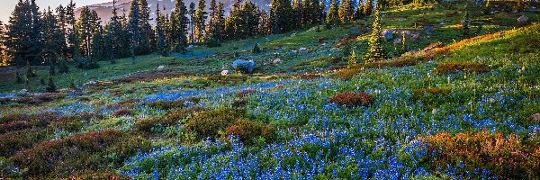 Drzewa, Stratowulkan, Góry, Kwiaty, Park Narodowy Mount Rainier, Stan Waszyngton, Mount Rainier, Łubin, Niebieskie, Stany Zjednoczone, Łąka, Ośnieżone