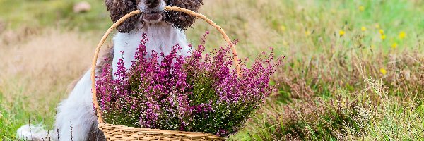 Springer spaniel angielski, Wrzosy, Koszyk, Pies