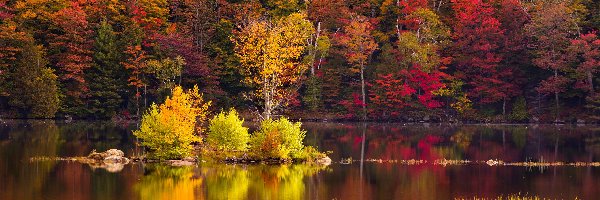 Lasy państwowe, Vermont, Jesień, Las, Nowa Anglia, Jezioro Kent Pond, Drzewa, Stany Zjednoczone