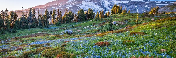 Kwiaty, Góry, Łubin, Mount Rainier, Stany Zjednoczone, Drzewa, Niebieskie, Stan Waszyngton, Łąka, Stratowulkan, Park Narodowy Mount Rainier