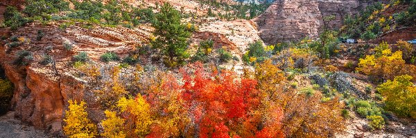Roślinność, Park Narodowy Zion, Skały, Jesień, Stan Utah, Stany Zjednoczone