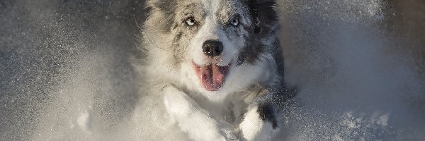 Bieg, Śnieg, Zima, Border collie