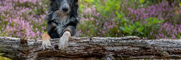 Border collie, Wrzosy, Konar, Pies