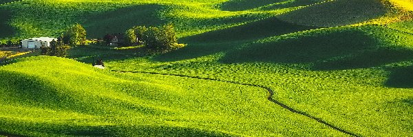 Wzgórza, Łąki, Stany Zjednoczone, Stan Waszyngton, Drzewa, Farma, Palouse, Pola